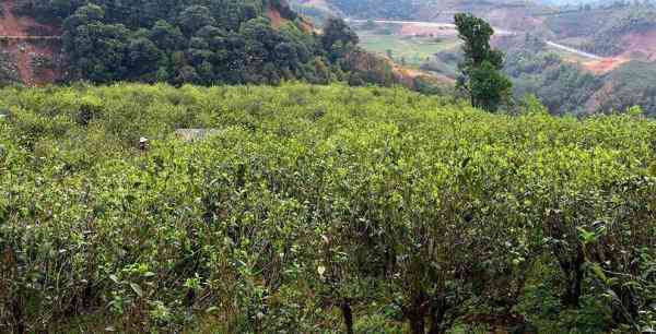 临沧普洱茶正气塘：探寻云南古树茶的山头秘密