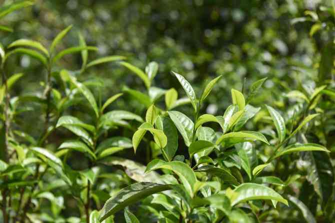 探究普洱茶碎叶与大叶茶叶的口感差异，哪种更适合品鉴？