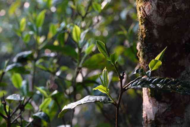 普洱茶各大山头的价格对比：XXXX年最新行情