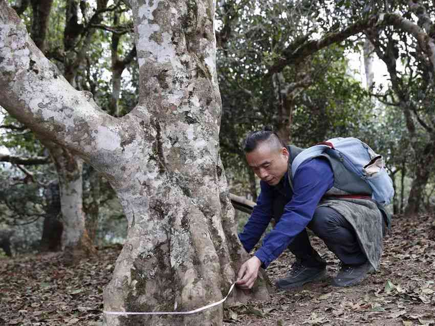 开古树普洱茶：品鉴与鉴的极致体验