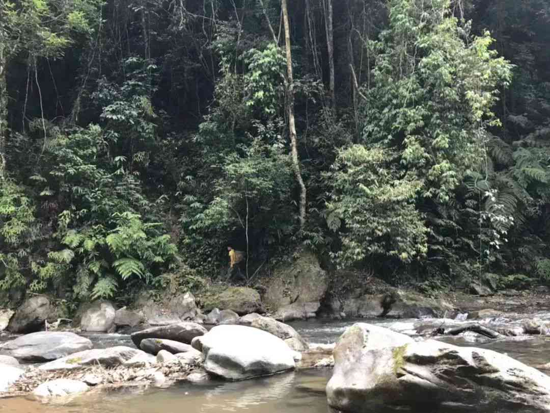 全面解析：普洱茶高档次山头种类及特点，助您选购优质茶叶