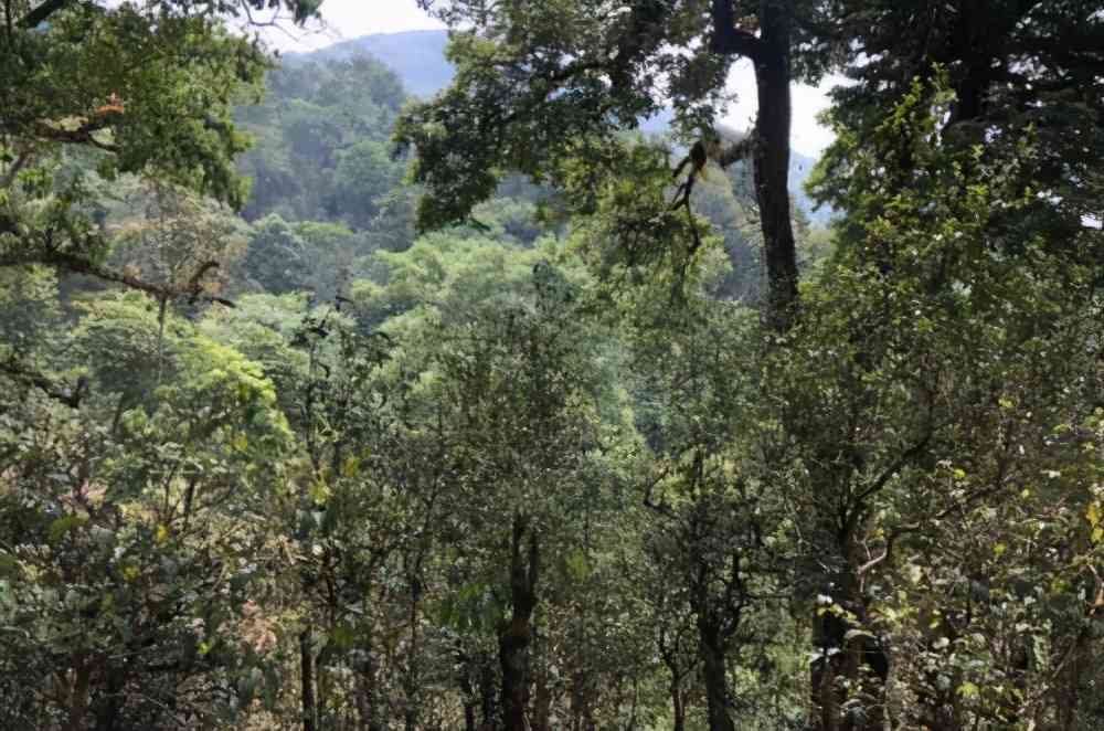 全面解析：普洱茶高档次山头种类及特点，助您选购优质茶叶