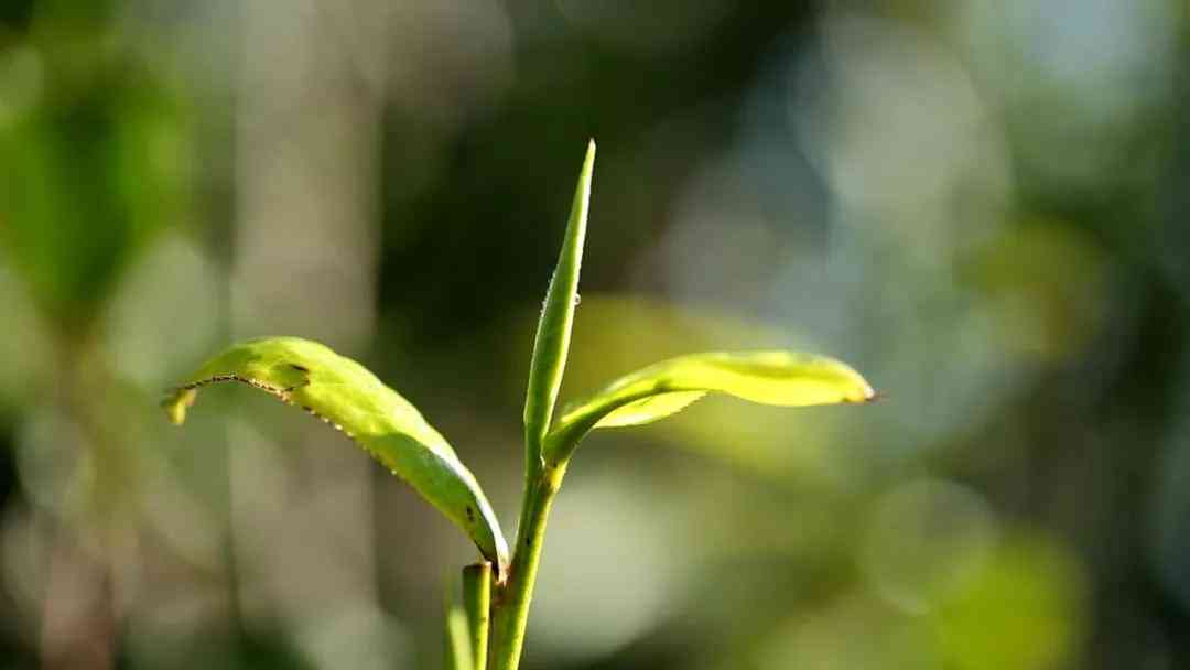 普洱大雪山茶：品质与口感简介