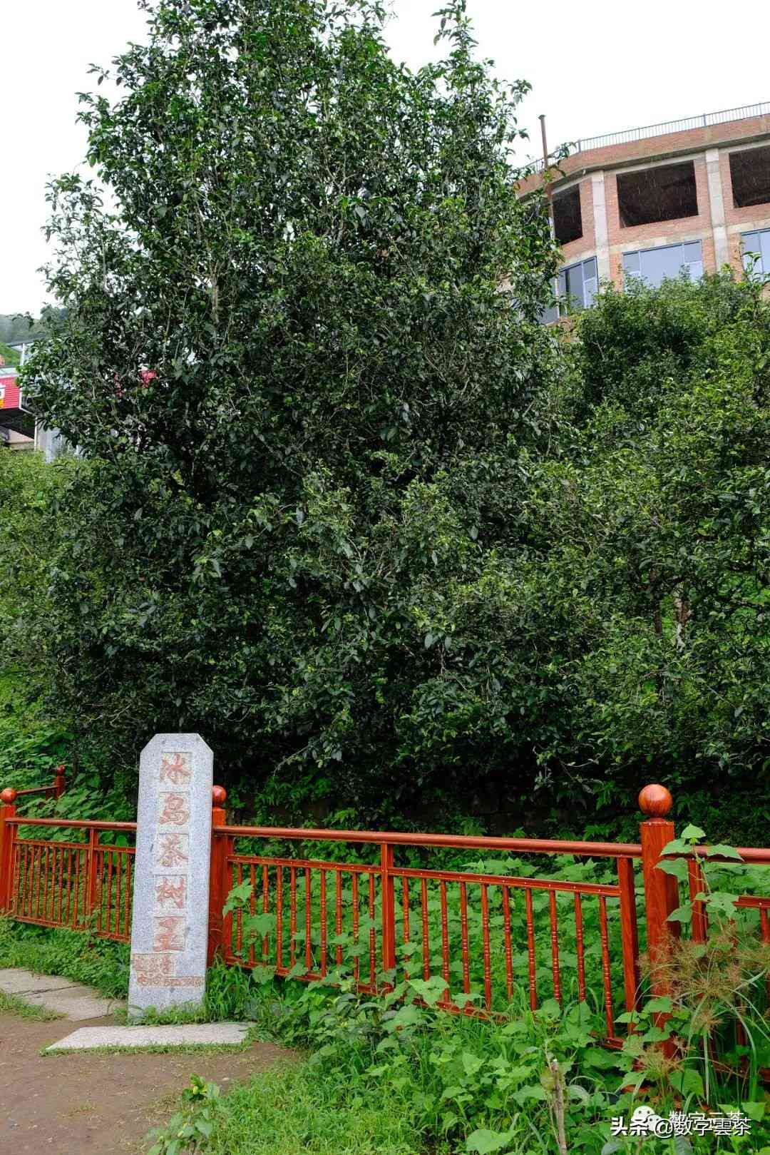 大丙山普洱茶产地及特点：探究云南茶区的优质产区