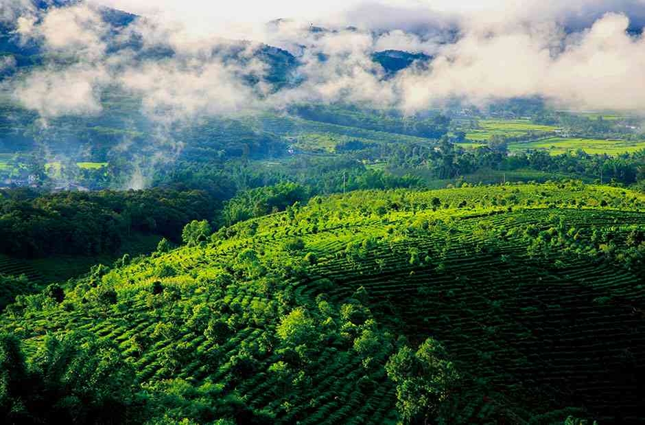 大丙山普洱茶产地及特点：探究云南茶区的优质产区