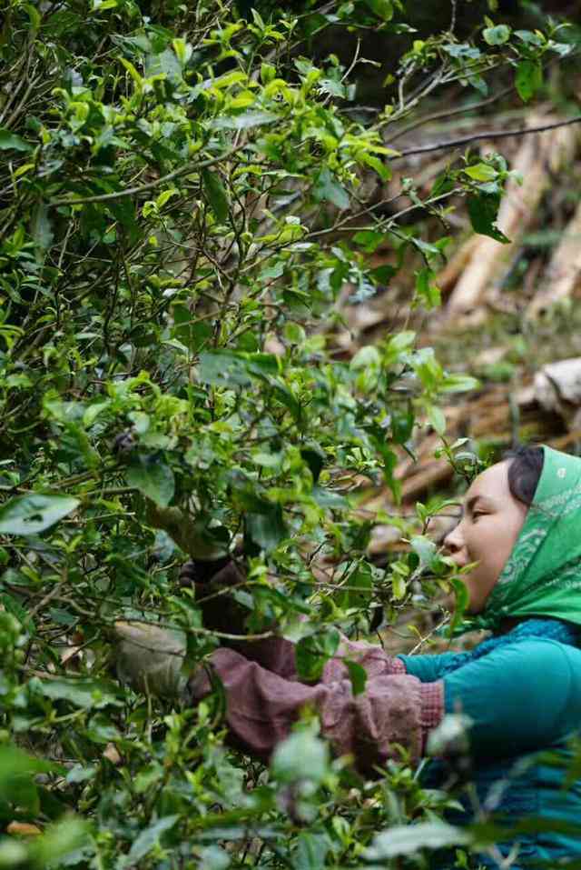 普洱茶生茶要如何存放好