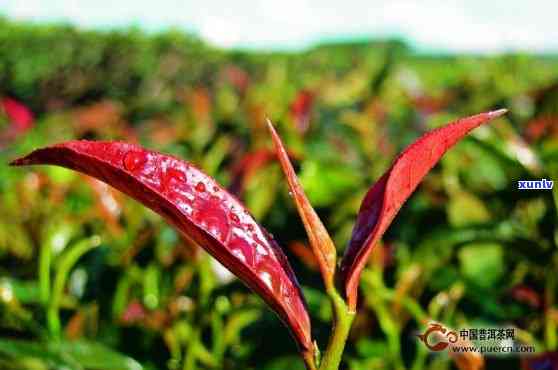 紫芽普洱茶产地：哪里？