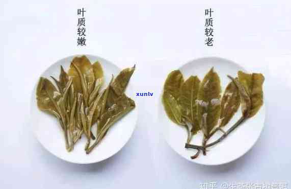 揭秘普洱茶黄金叶的等级与功效：从茶树的位置解析其独特特点