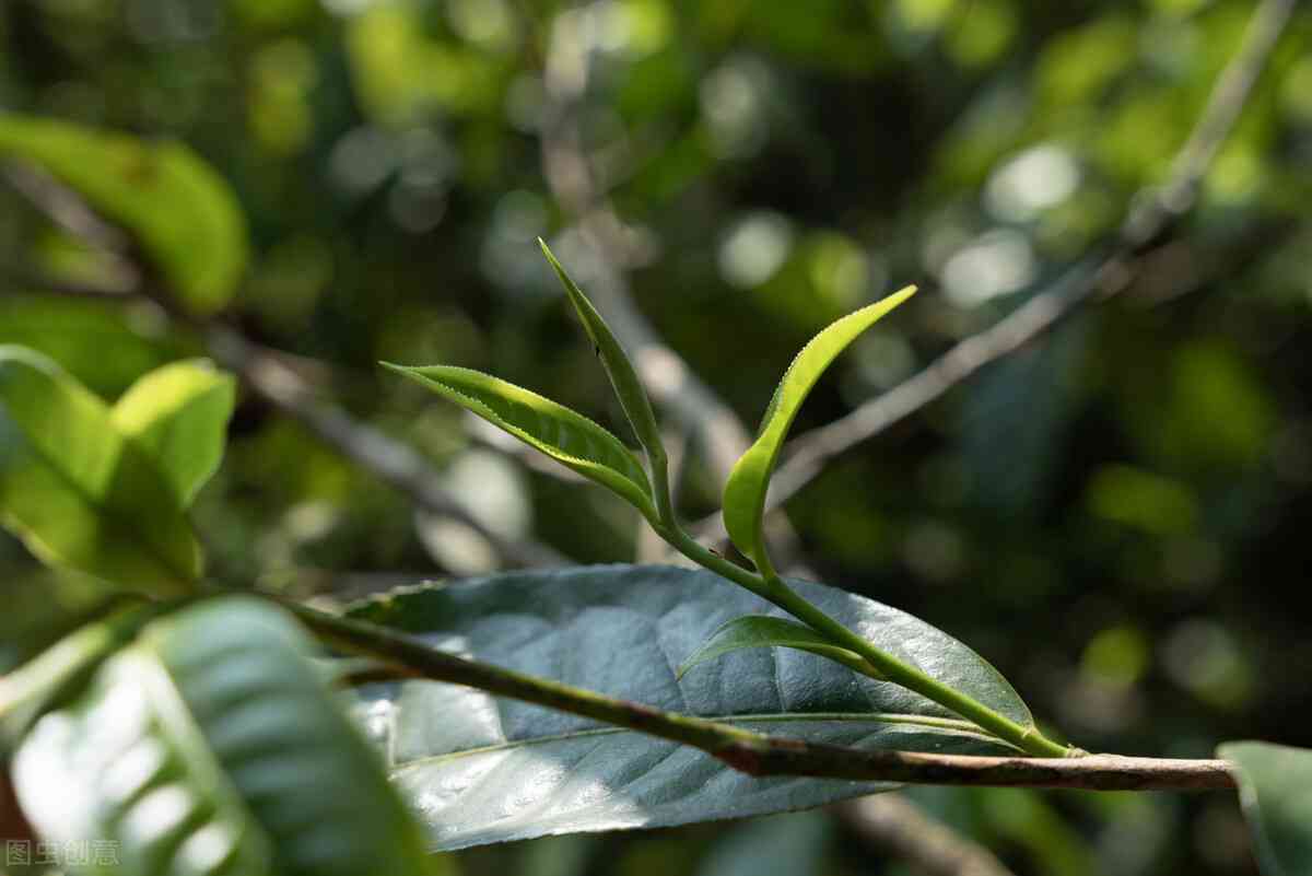 普洱茶出现黑红色是正常现象吗？喝这样的茶是否安全？如何辨别优质普洱茶？