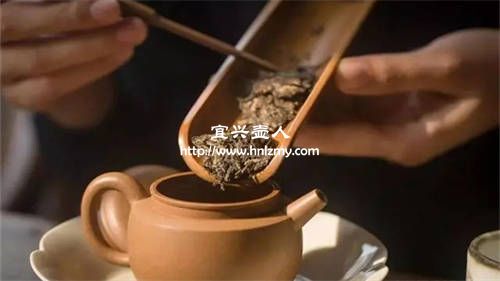 紫砂壶泡普洱茶的比例与冲泡方法解析，让您的茶香四溢