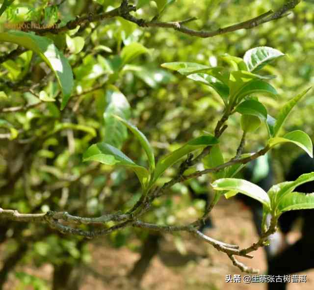 掌握这些要点，轻松辨别普洱茶中的古树茶与非古树茶