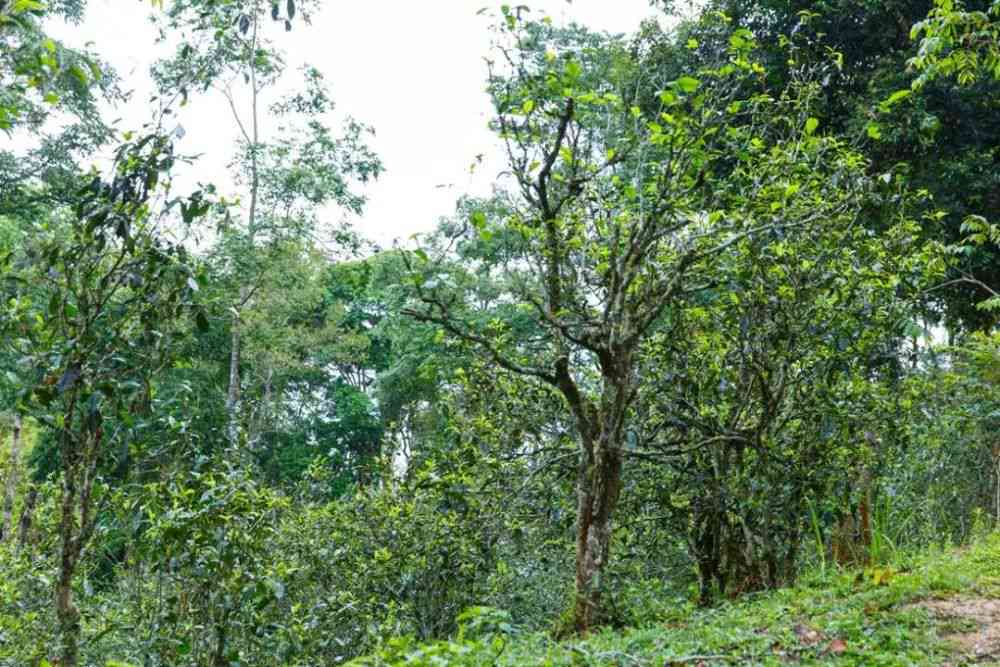 国有林茶叶的产地分析：云南普洱茶的特点与古树茶区的探讨