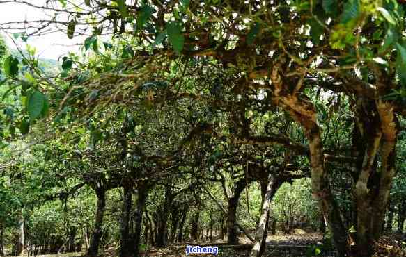 国有林茶叶的产地分析：云南普洱茶的特点与古树茶区的探讨