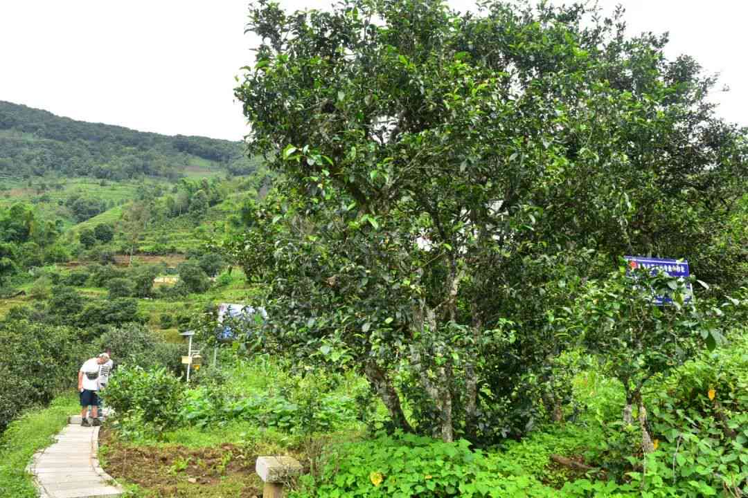 核桃园普洱茶产地在哪里