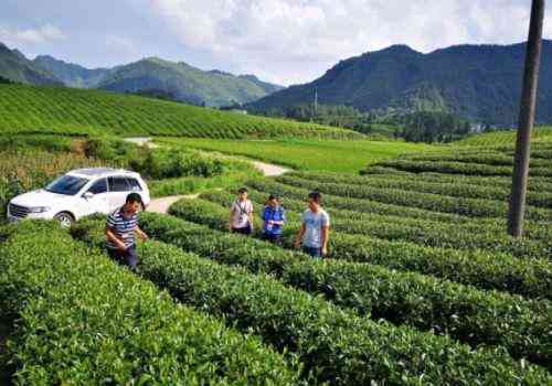 班章老寨茶厂：探索高品质茶叶的秘密基地与独特工艺