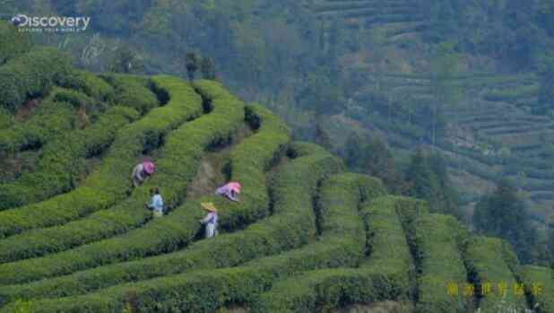 班章老寨茶厂：探索高品质茶叶的秘密基地与独特工艺