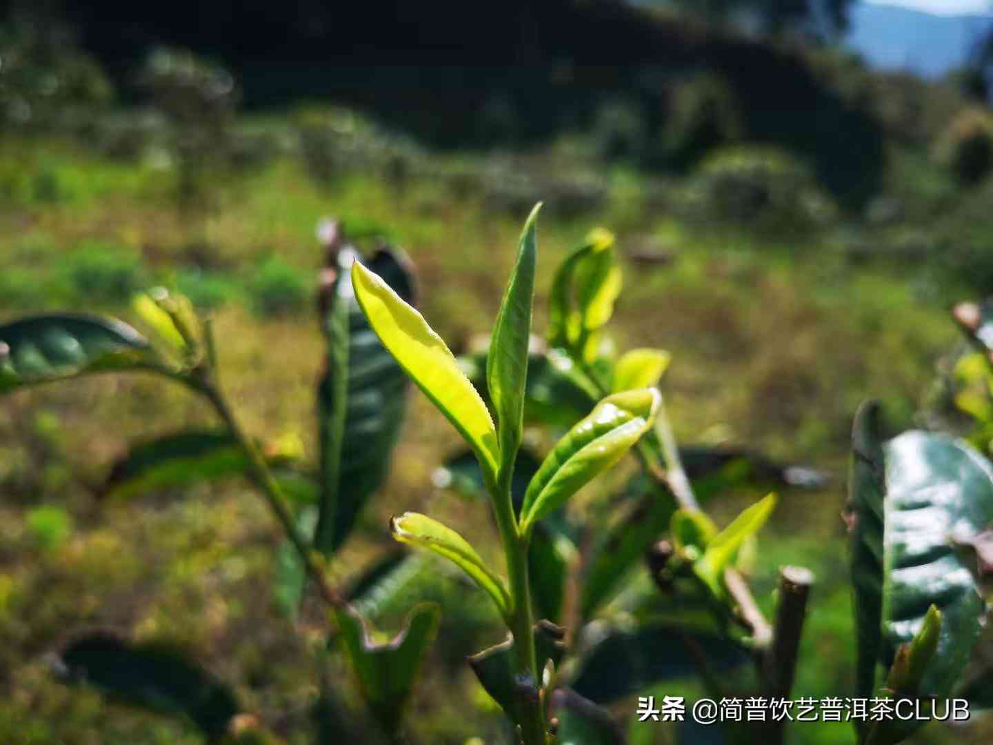 困鹿山普洱茶条索怎么样