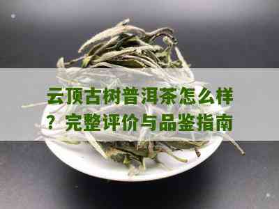 云顶古树普洱茶：陈年茶叶的珍稀之选，一斤售价揭秘