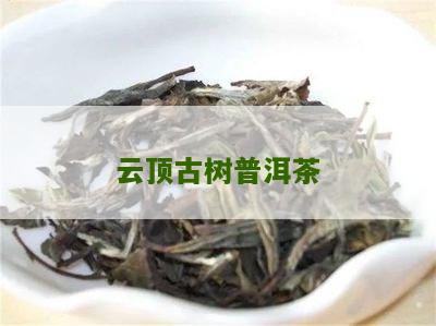 云顶古树普洱茶：好喝吗？怎么样？