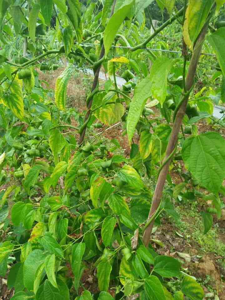 普洱茶压饼保存时间多久