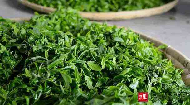 普洱茶春茶采摘时间：什么时候开始？