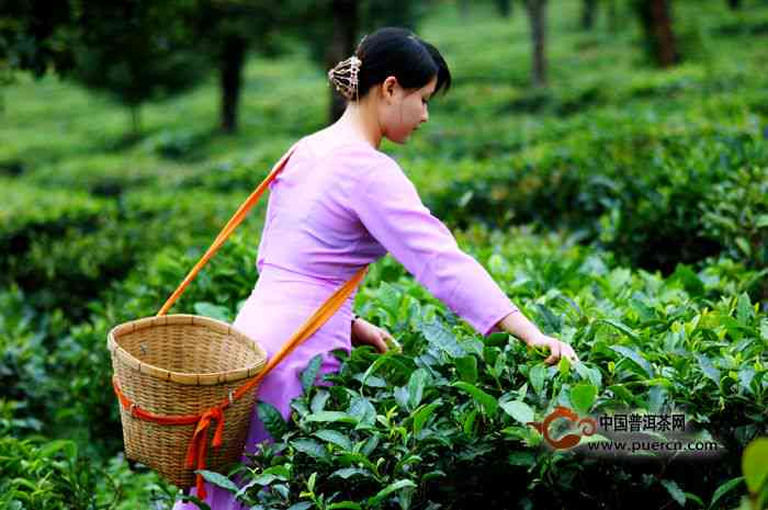 普洱茶春茶何时采摘好喝