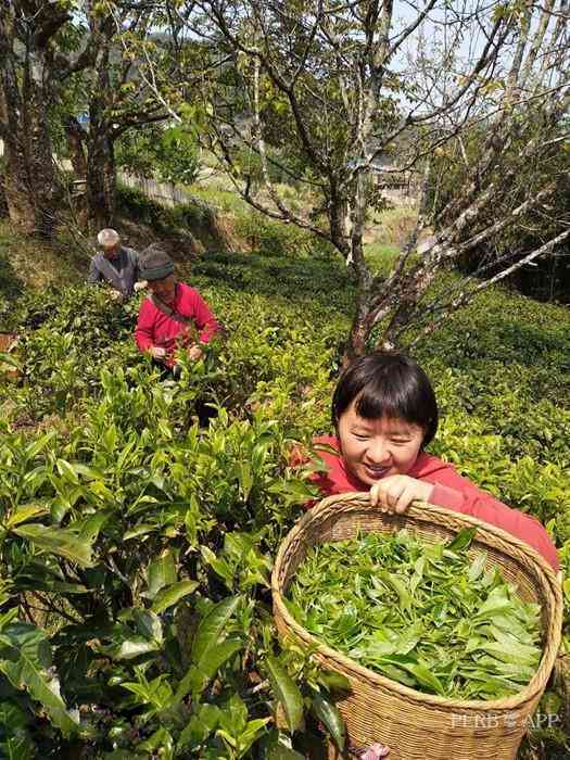 普洱茶春茶何时采摘好喝