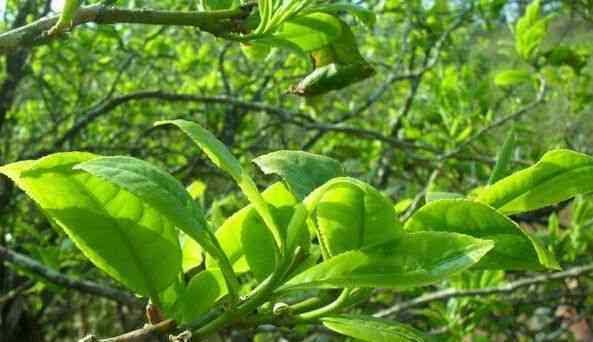 云南古树普洱熟茶357克，班章茶品，老茶匠精心制作，茶叶批发价格优