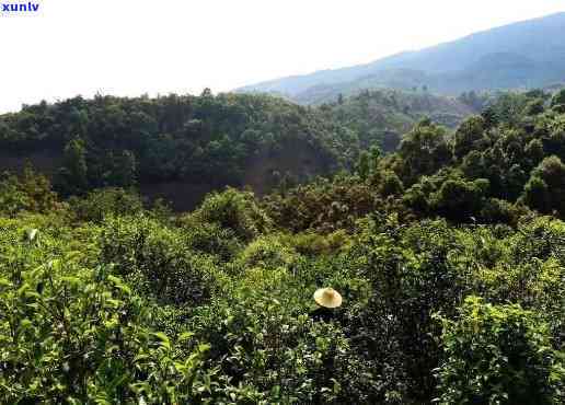 临沧地区最知名的普洱茶山头一览