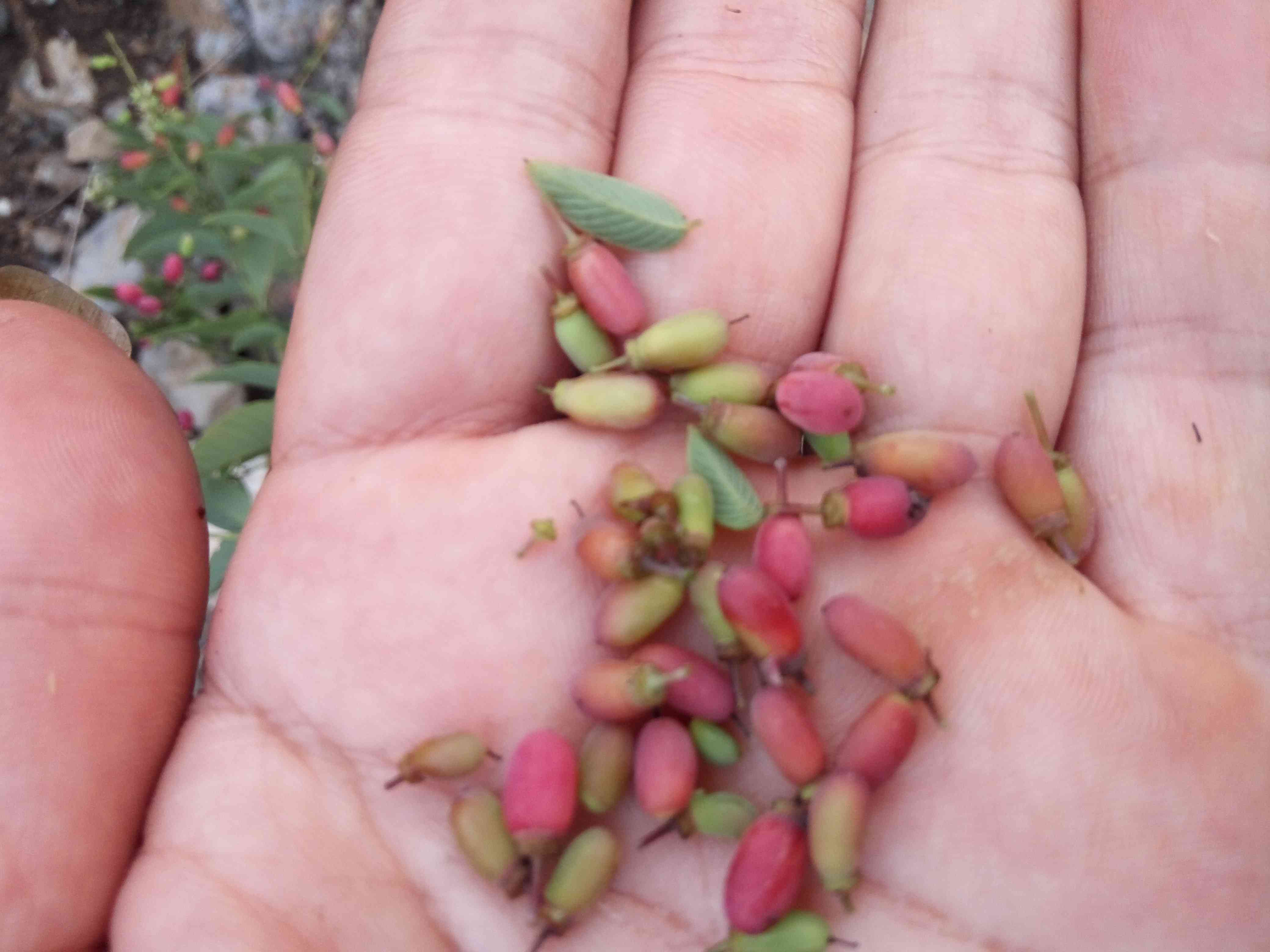 探究普洱茶中老鼠屎成分对茶叶价格的影响