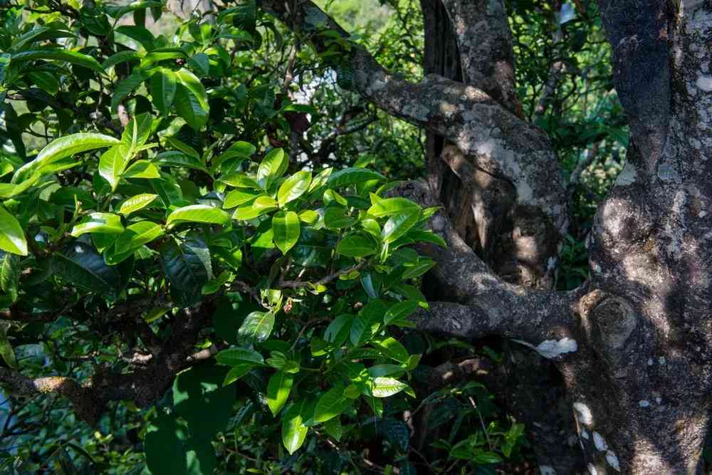 山头普洱茶熟茶特点介绍大全：价格及独特魅力解析