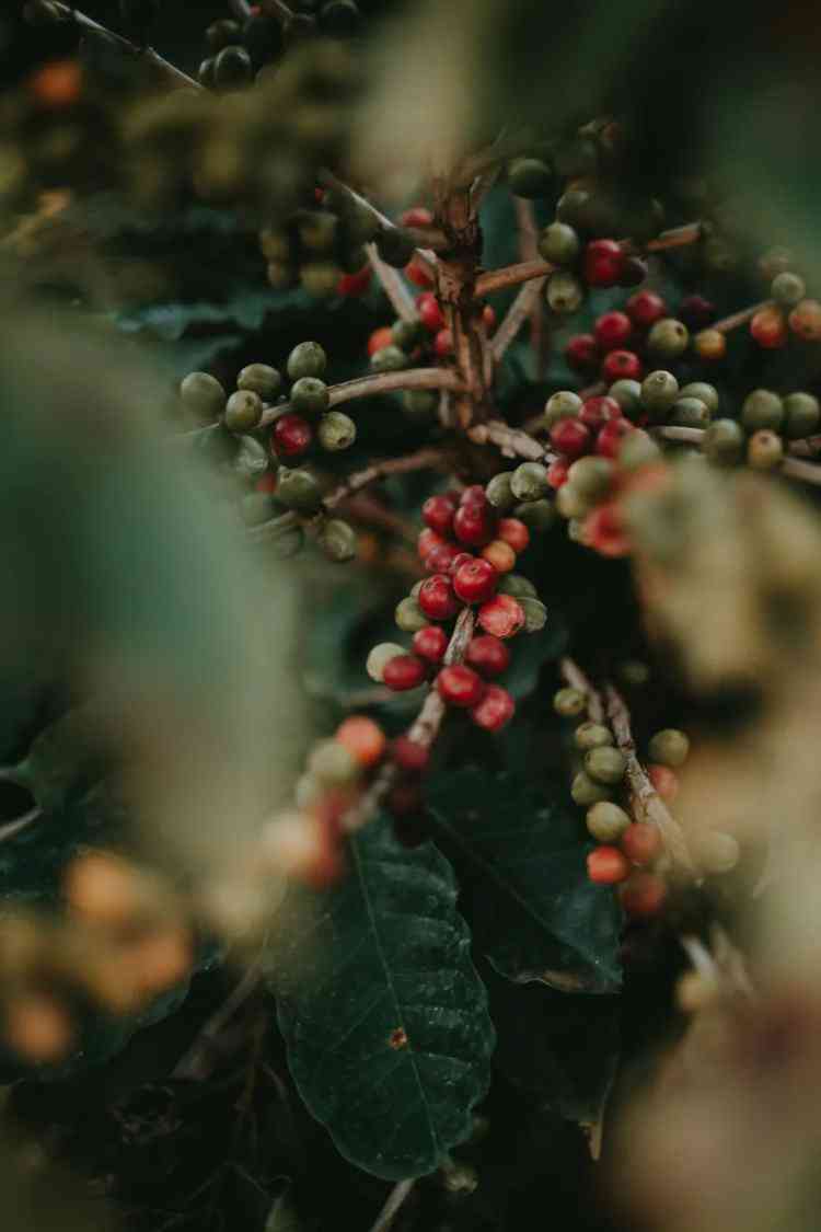 普洱茶的饮用惯与失眠症状：一个医生的观点