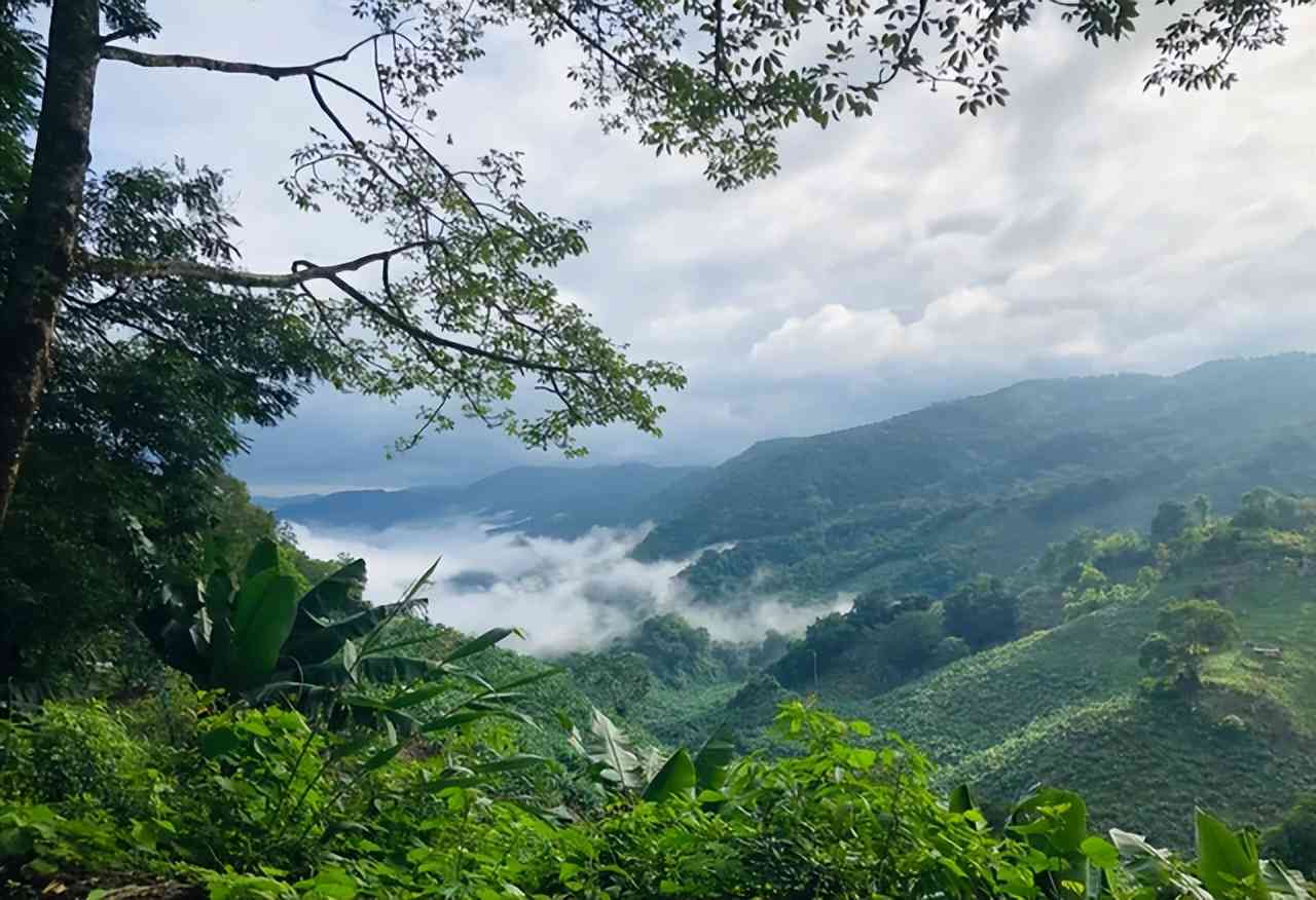 薄荷塘普洱茶古树茶一斤价格与货源解析，一类普洱茶的市场行情