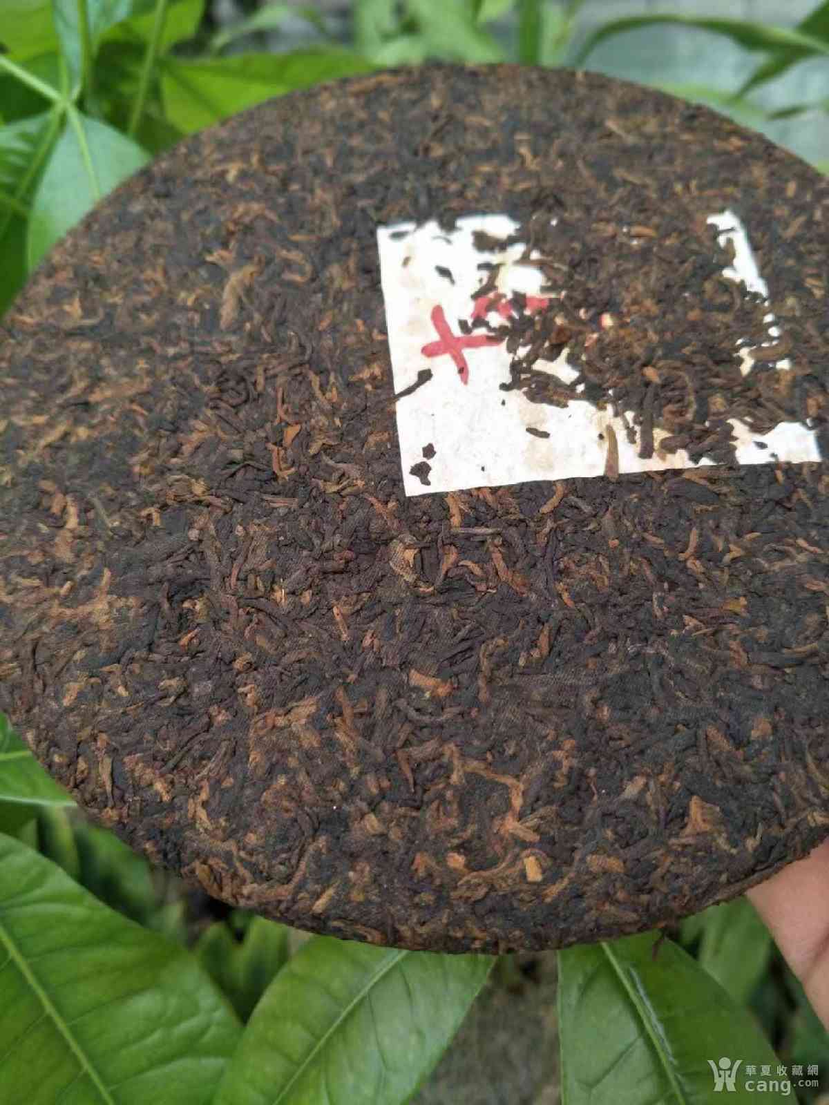 金莲古树普洱茶cebu