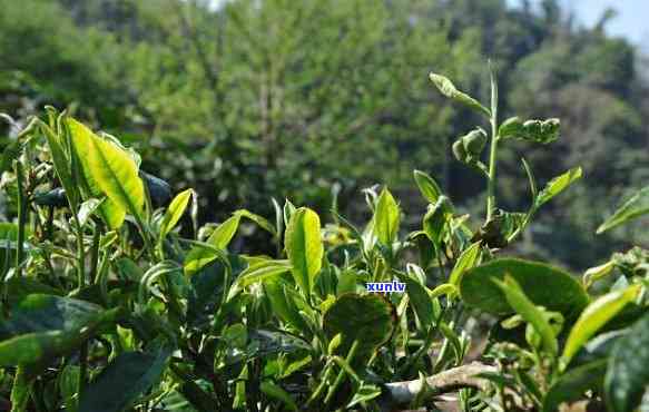 布朗大树茶：详细介绍、产地、品种以及冲泡方法，解答您对这款茶的所有疑问