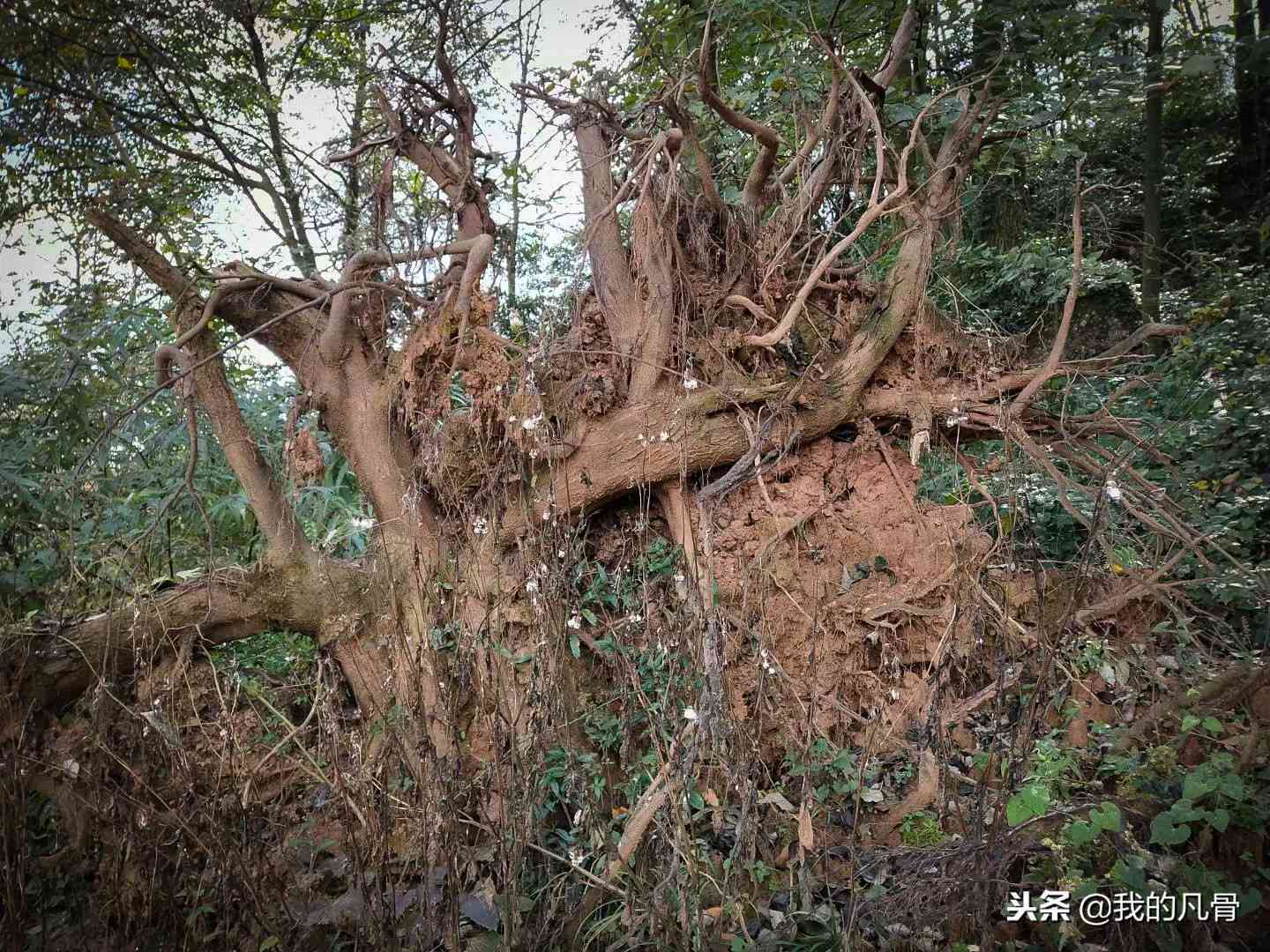 揭秘普洱茶中的独特树根风味，探究其与树枝木头的异同之处