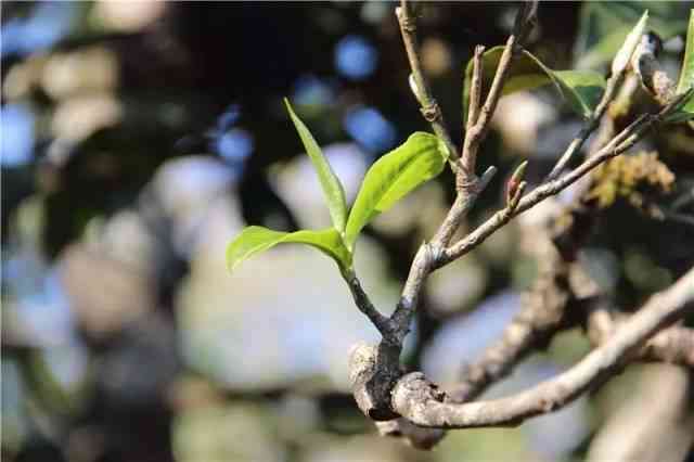 揭秘普洱茶中的独特树根风味，探究其与树枝木头的异同之处