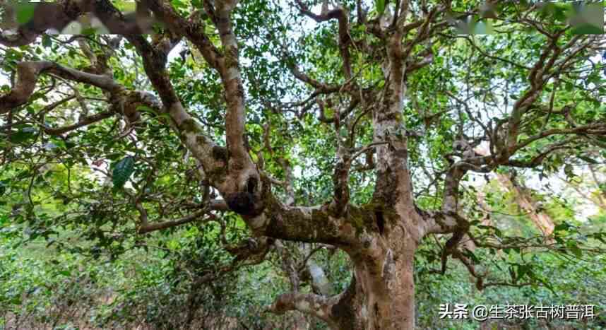 普洱茶：为什么它的形状像小树根？如何鉴别和购买好的普洱茶？