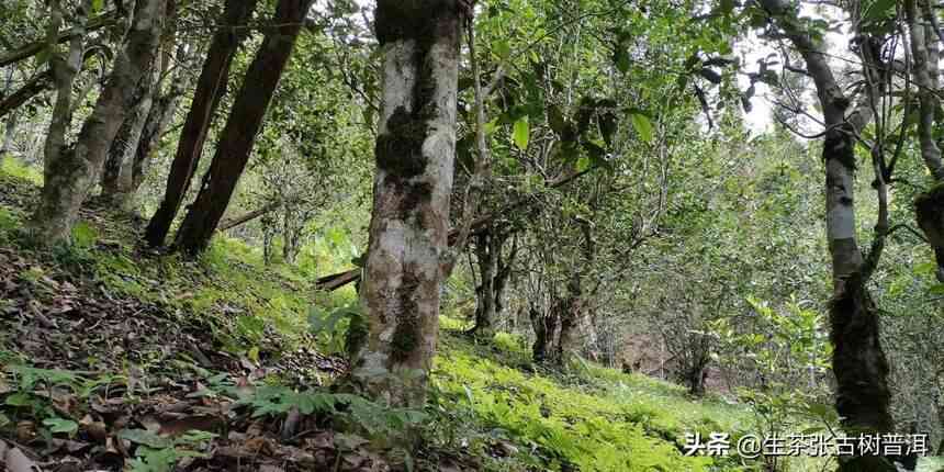 普洱六大茶山古树茶：介绍六大古茶山及普洱茶的魅力