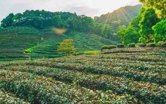 普洱茶六大茶山：古茶山、新茶山一应俱全，探寻茶叶的起源与品质