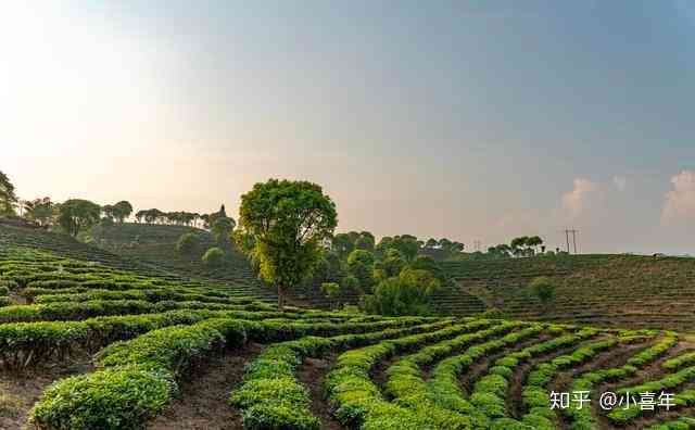 普洱茶的大都是来自台地茶区的吗？了解不同产地和品质的普洱茶