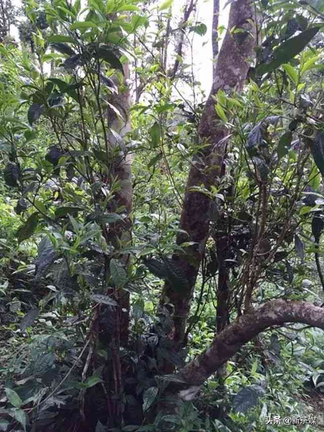 普洱茶的台地茶与非台地茶有哪些区别？如何鉴别和选择？