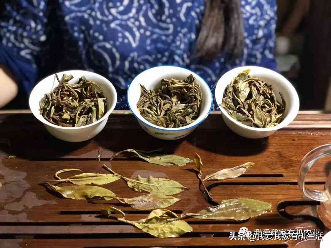 大普洱茶都是台地茶