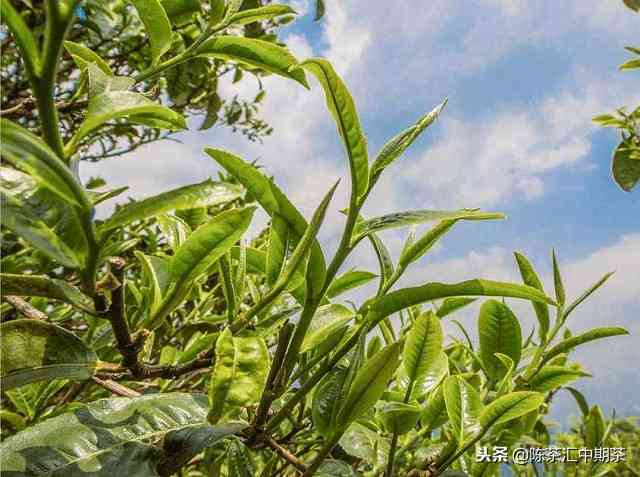 普洱茶一天吃几次喝