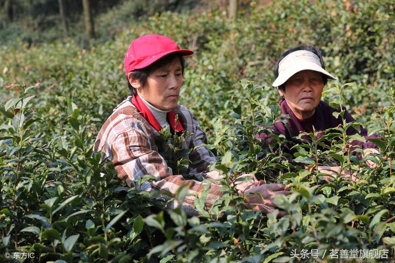 普洱茶一天吃几次喝