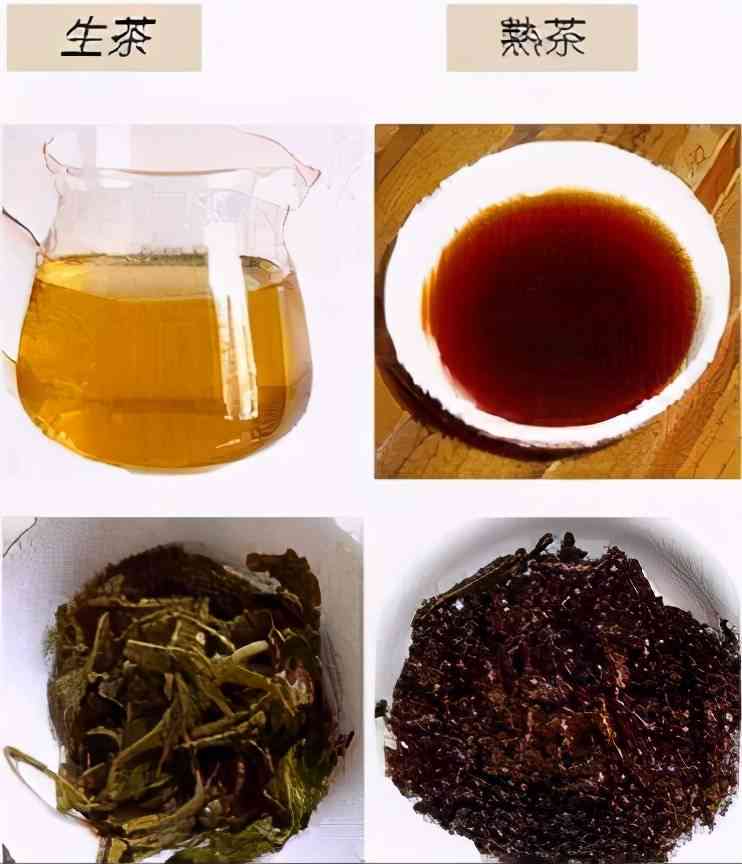 普洱茶的分类：生普洱与熟普洱的区别，以及它们属于哪一类绿茶？