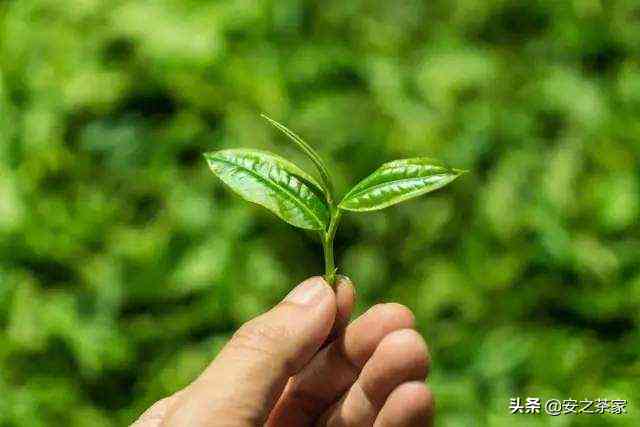 普洱茶无味的原因及解决方法，让你重新品尝到普洱茶的美味