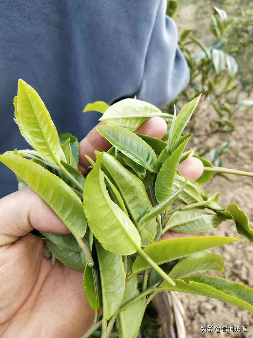 普洱茶包装：叶子的种类与制作工艺详解，如何选择合适的茶叶包装？