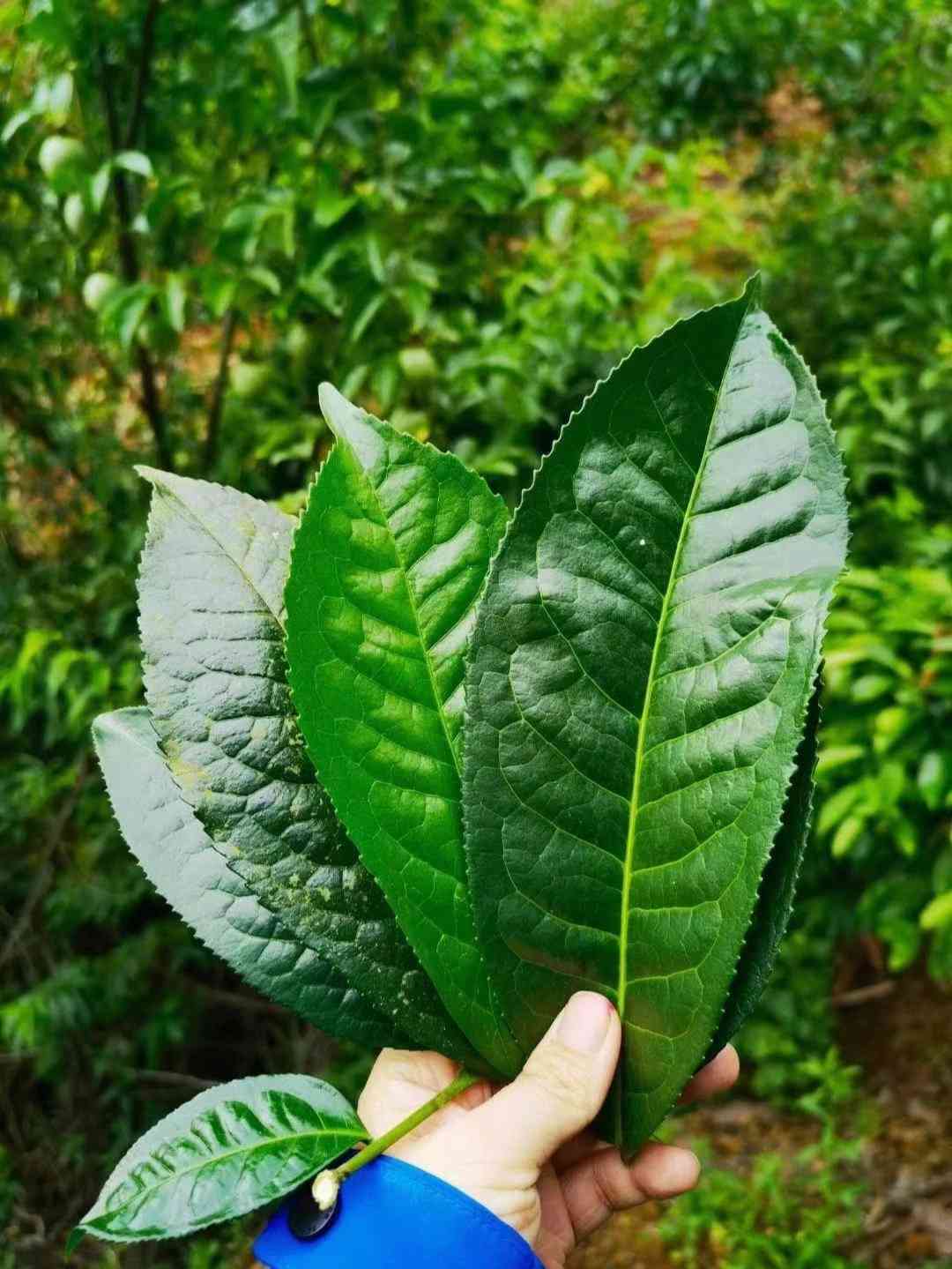 普洱茶包装：叶子的种类与制作工艺详解，如何选择合适的茶叶包装？