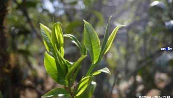 昔归古树茶生茶的价格与效果：探讨昔归茶的品质、口感与健益处